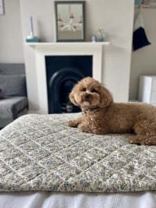 a cute toy cavapoo sitting on a bed in a holiday cottage called The House in Deal