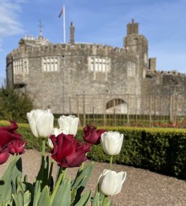 a photo of red and white tulips in front of walmer castle as taken by The house in Deal
