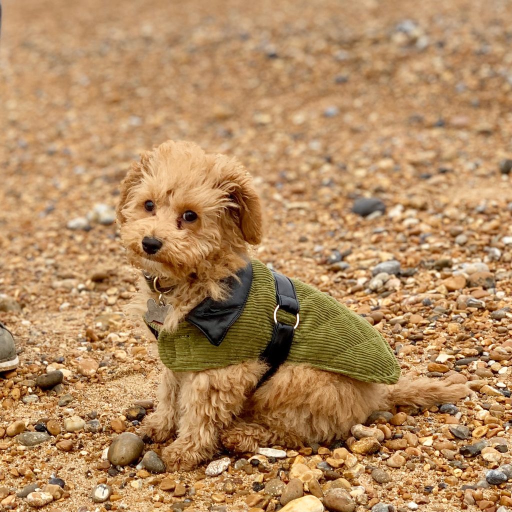 A cute cavapoo puppy sitting on a beach, wearing a green cordery coat, owned by The House in Deal, a cottage to rent in Deal, Kent