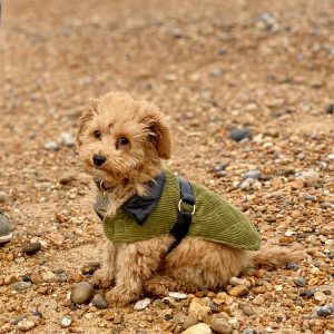 A cute cavapoo puppy sitting on a beach, wearing a green cordery coat, owned by The House in Deal, a cottage to rent in Deal, Kent