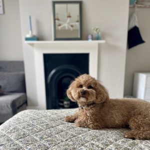 The house ind deal a picture of a cavapoo on a bed